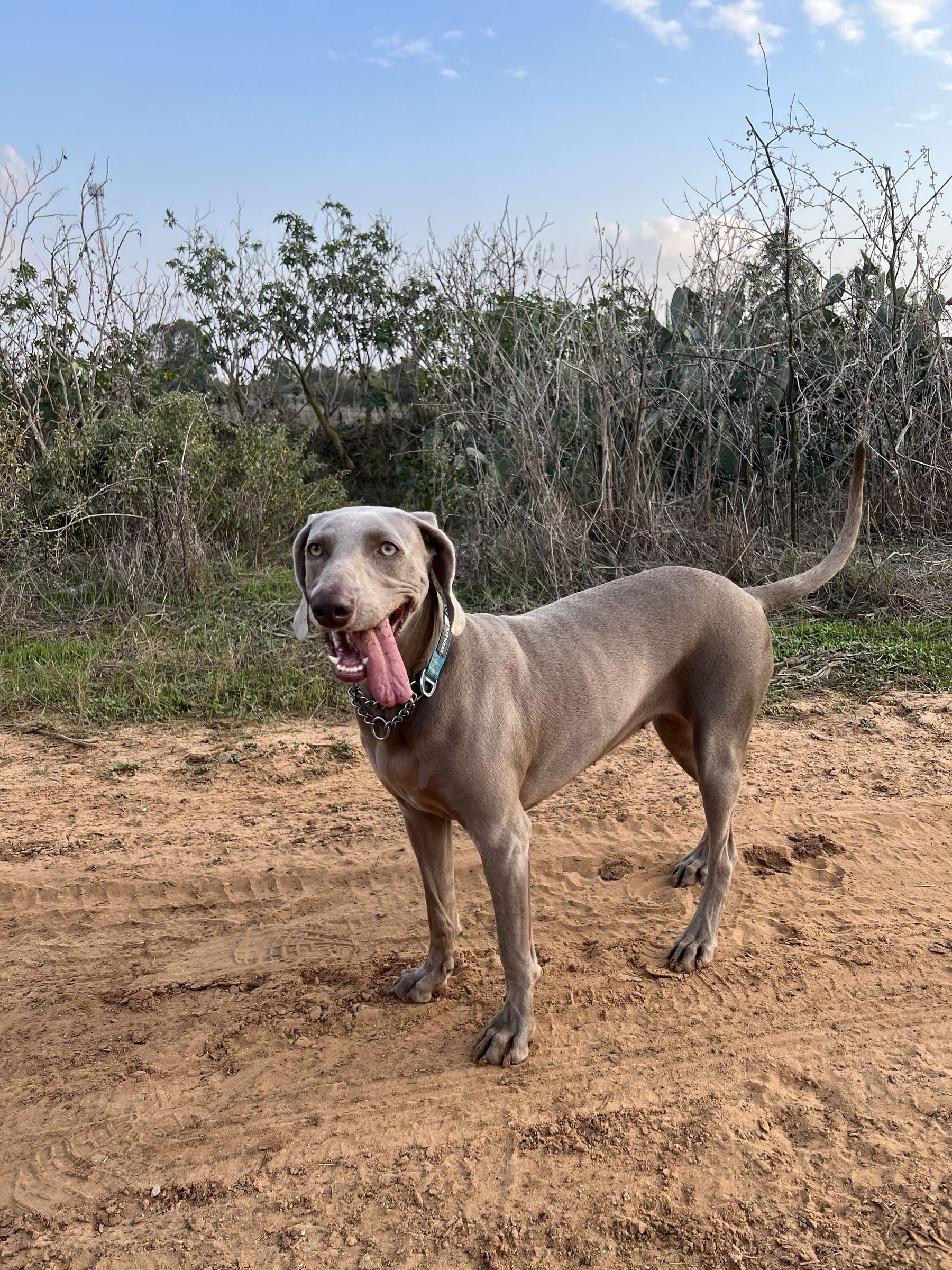 Dog "Manager"