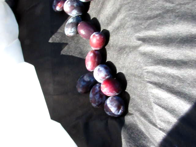 Simple Solar Fruit Drier.   Will It Work?