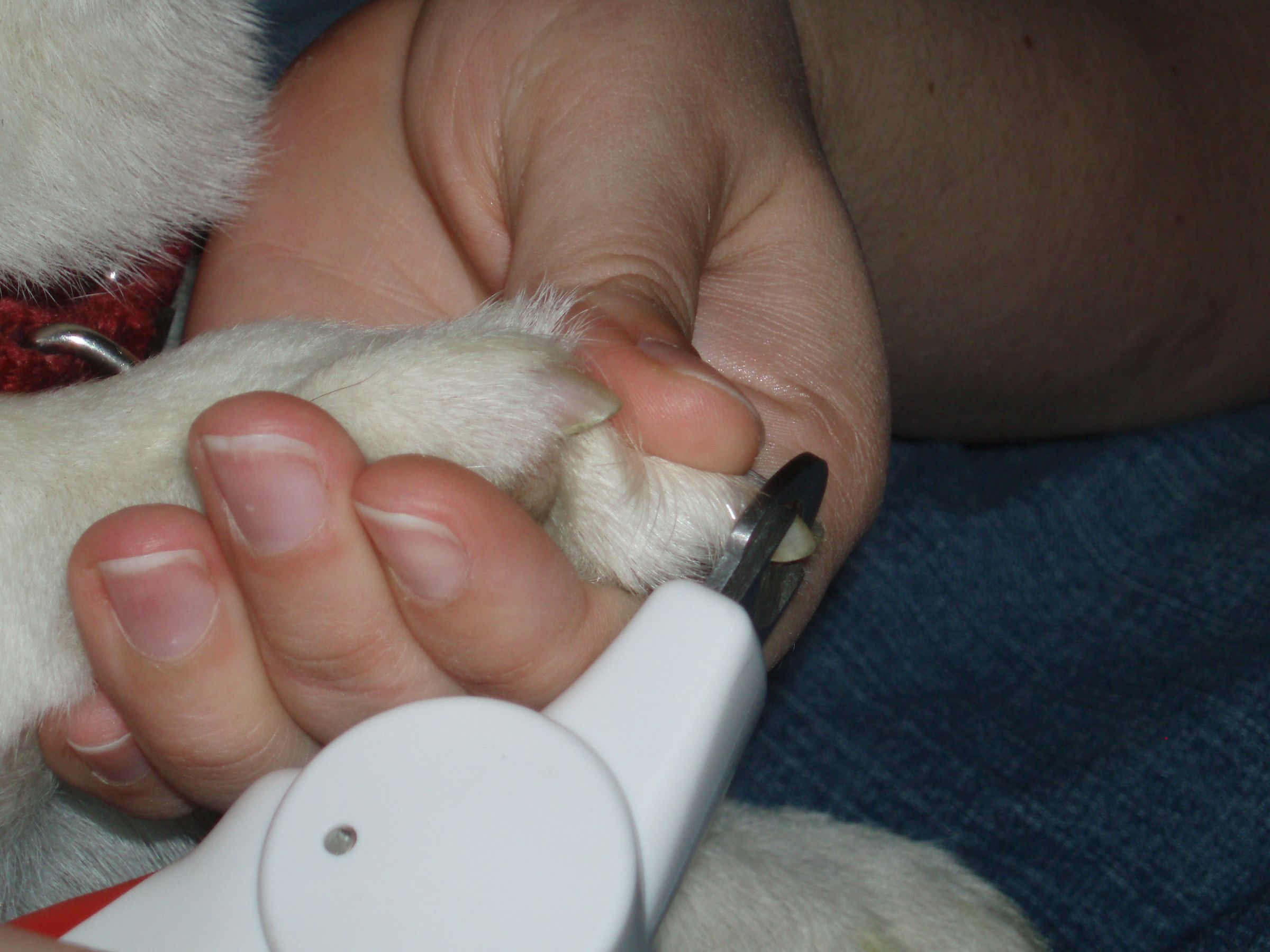 How to Trim Your Dog's Toenails 6 Steps (with Pictures) Instructables