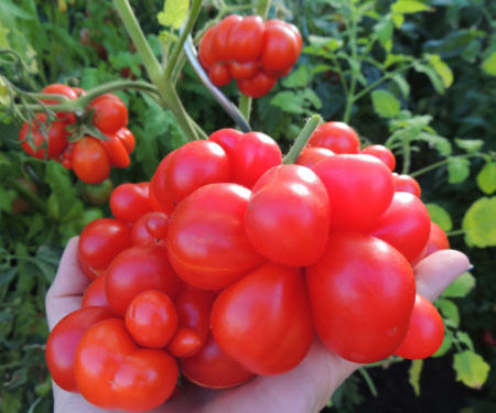 Grow the Best TOMATO Varieties From Seed 