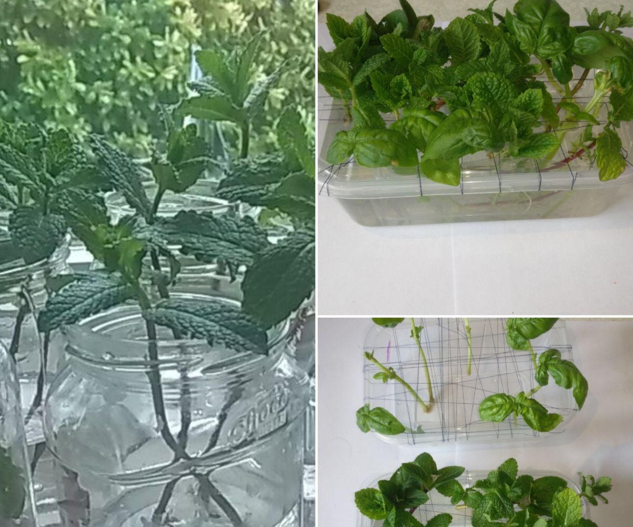 Space Saver for Plant Cuttings