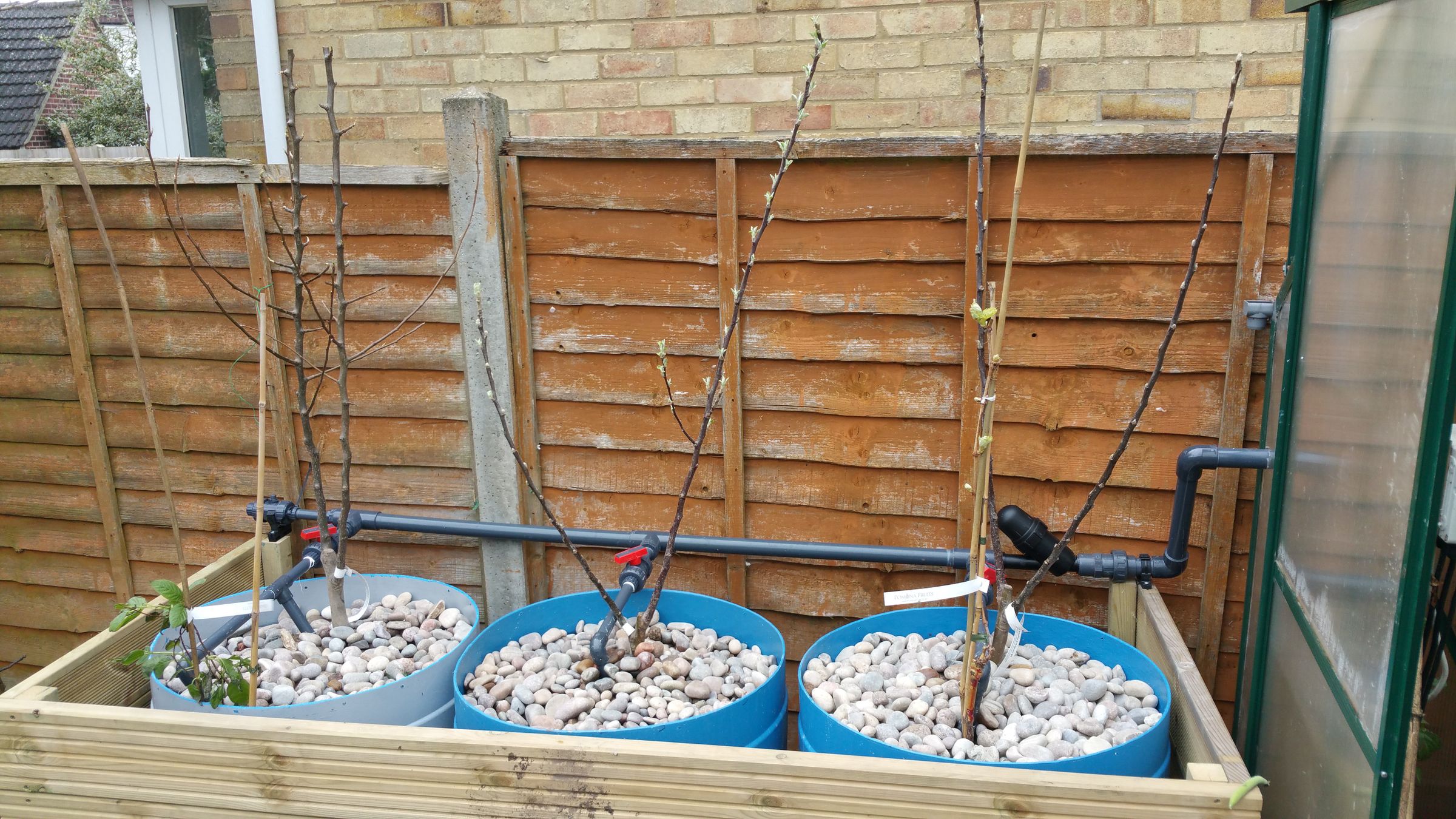 Fruit Trees in Aquaponics Using Dutch Buckets 6 Steps (with Pictures