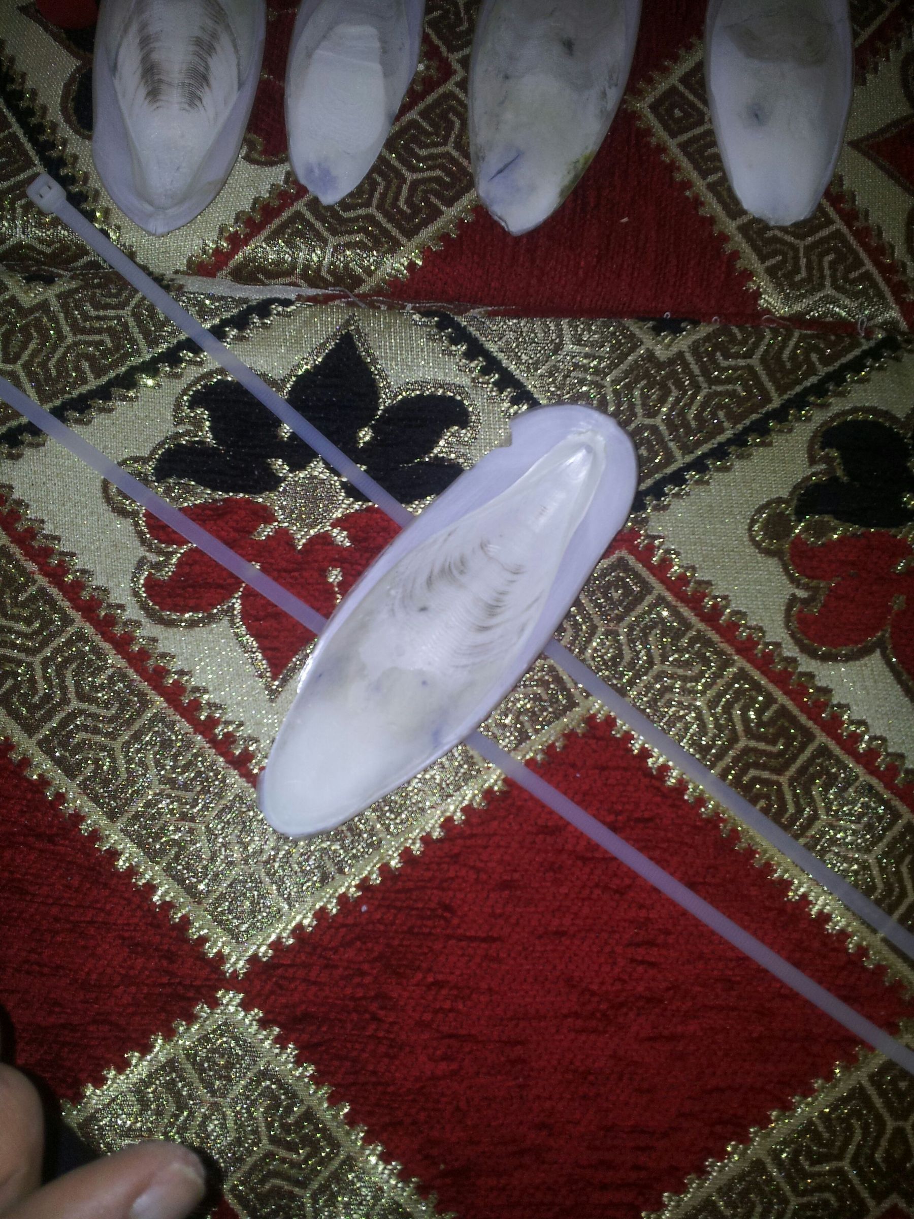 how to attach a cuttlebone to a bird cage iucnccsg