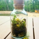 DIY Modern Terrarium Décor