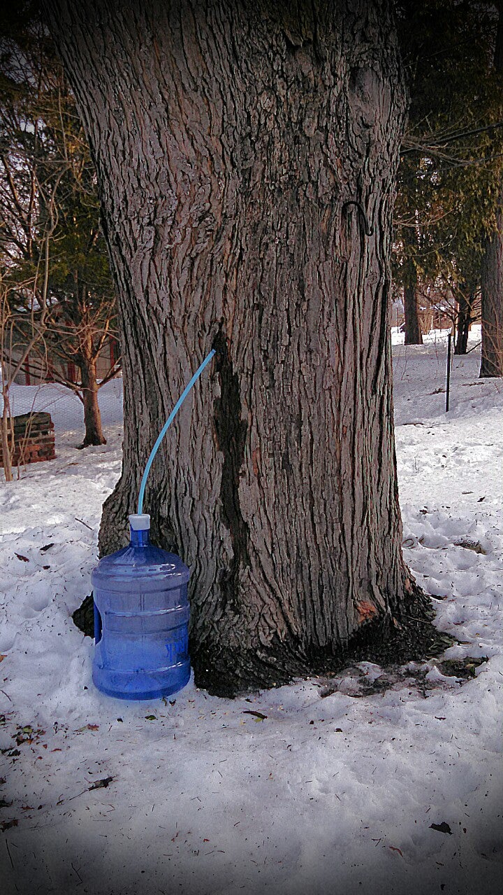 1. Make or Buy Some Maple Syrup