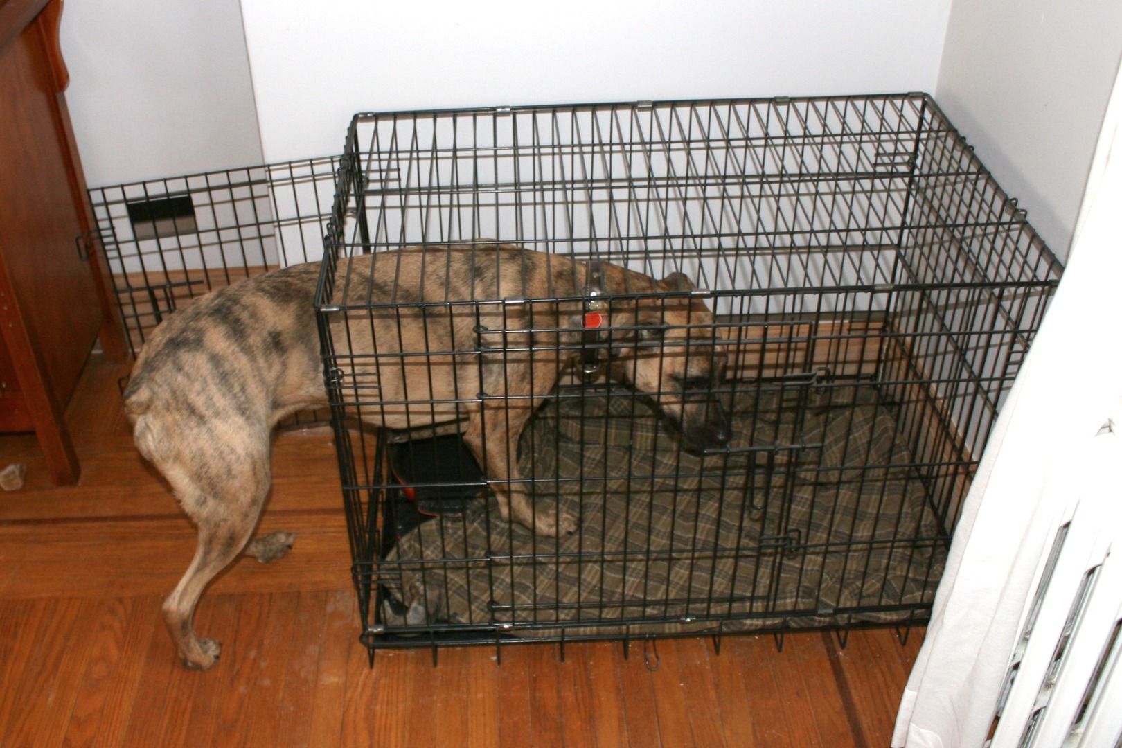 How to Crate Train Your Dog 9 Steps (with Pictures) Instructables