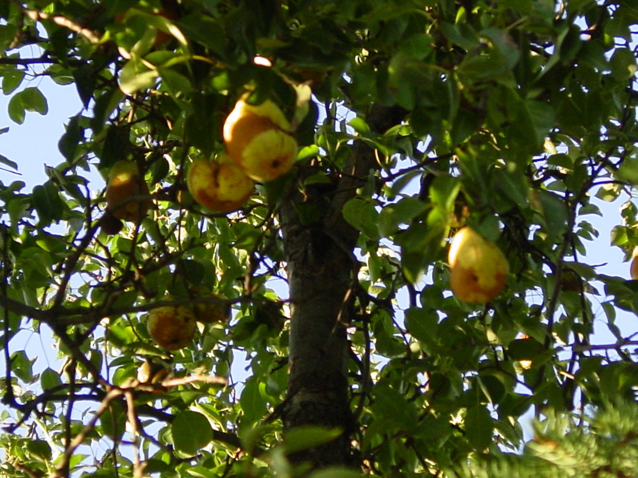 Fruit Picker Out of Stuff You Have Laying Around