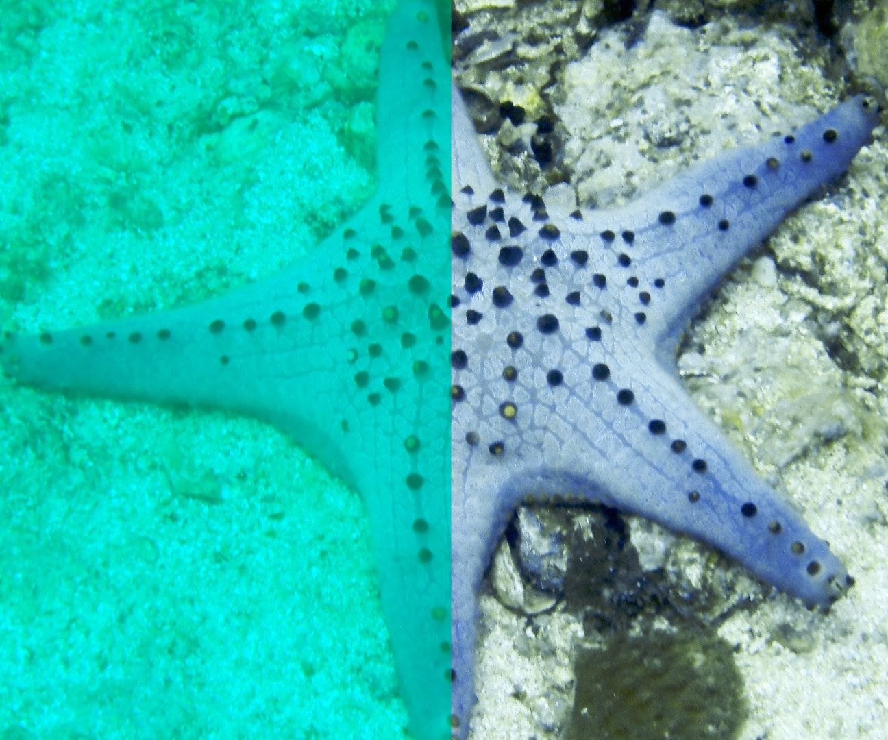 How to Correct Underwater Images