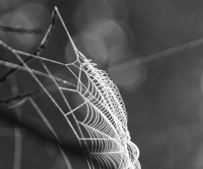 The Pleasant Blur: Tips For The Bokeh Effect With Any Camera