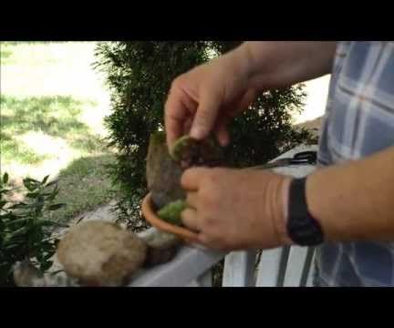 How to Make a Tabletop Moss Garden With Wild Moss