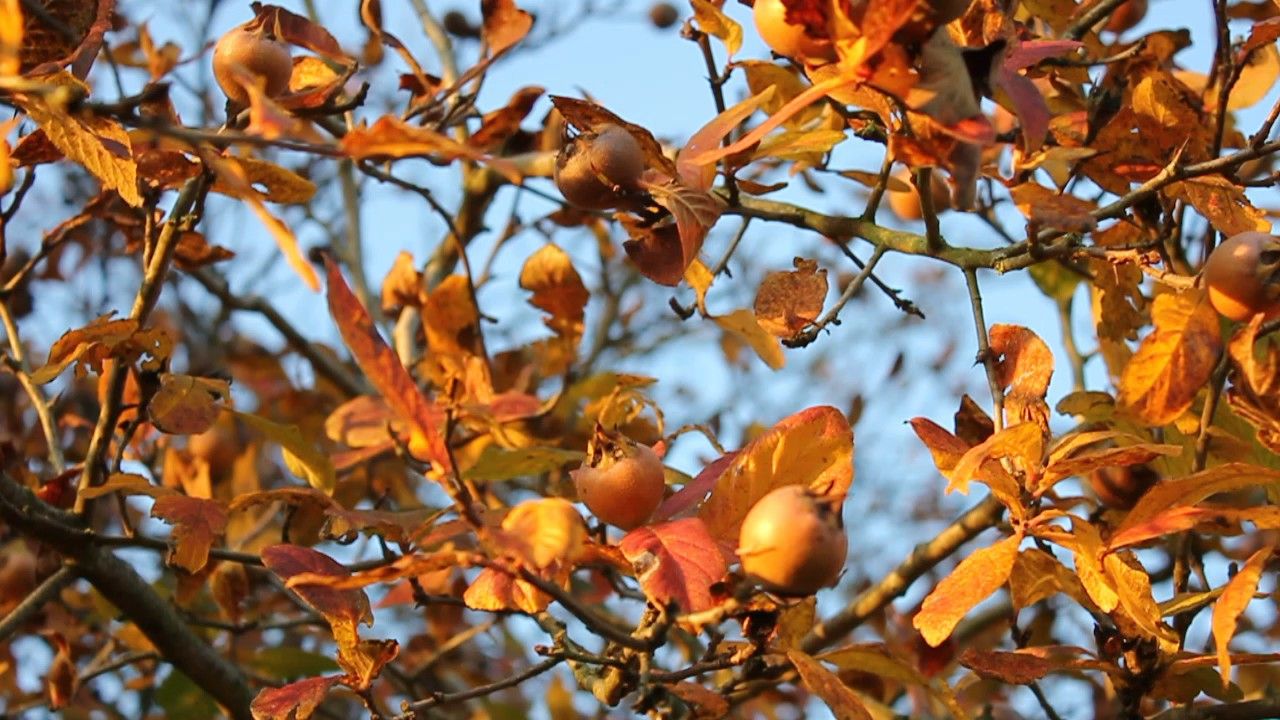 Foraging for Food - Medlars (Mespilus Germanica). La Nefle, Ancienne, Oubliee Et Souvent Gratuite.
