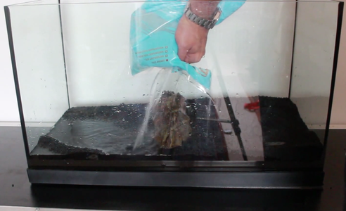 Pour Water Into the Tank