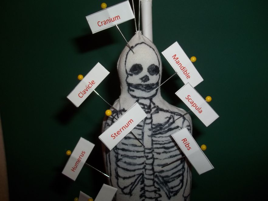 Model of the Human Skeleton : 4 Steps - Instructables