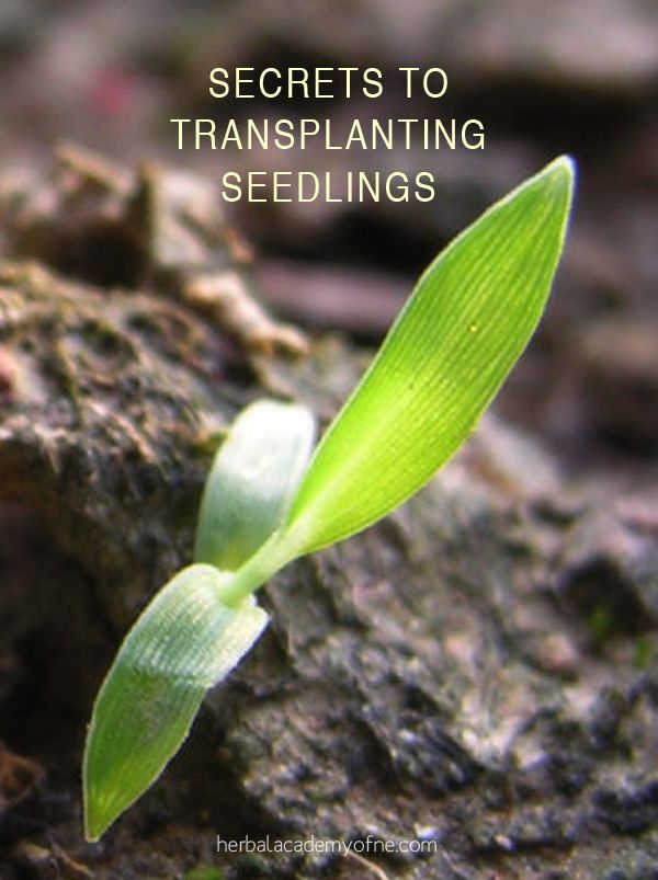 Transplanting Seeds