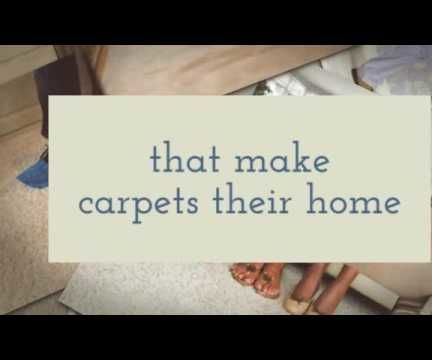 Carpet Cleaning