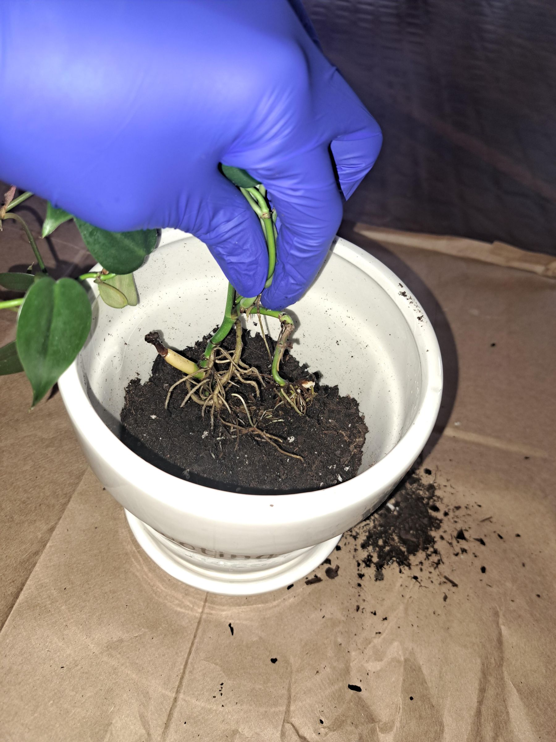 Potting a Pothos Plant. 5 Steps Instructables