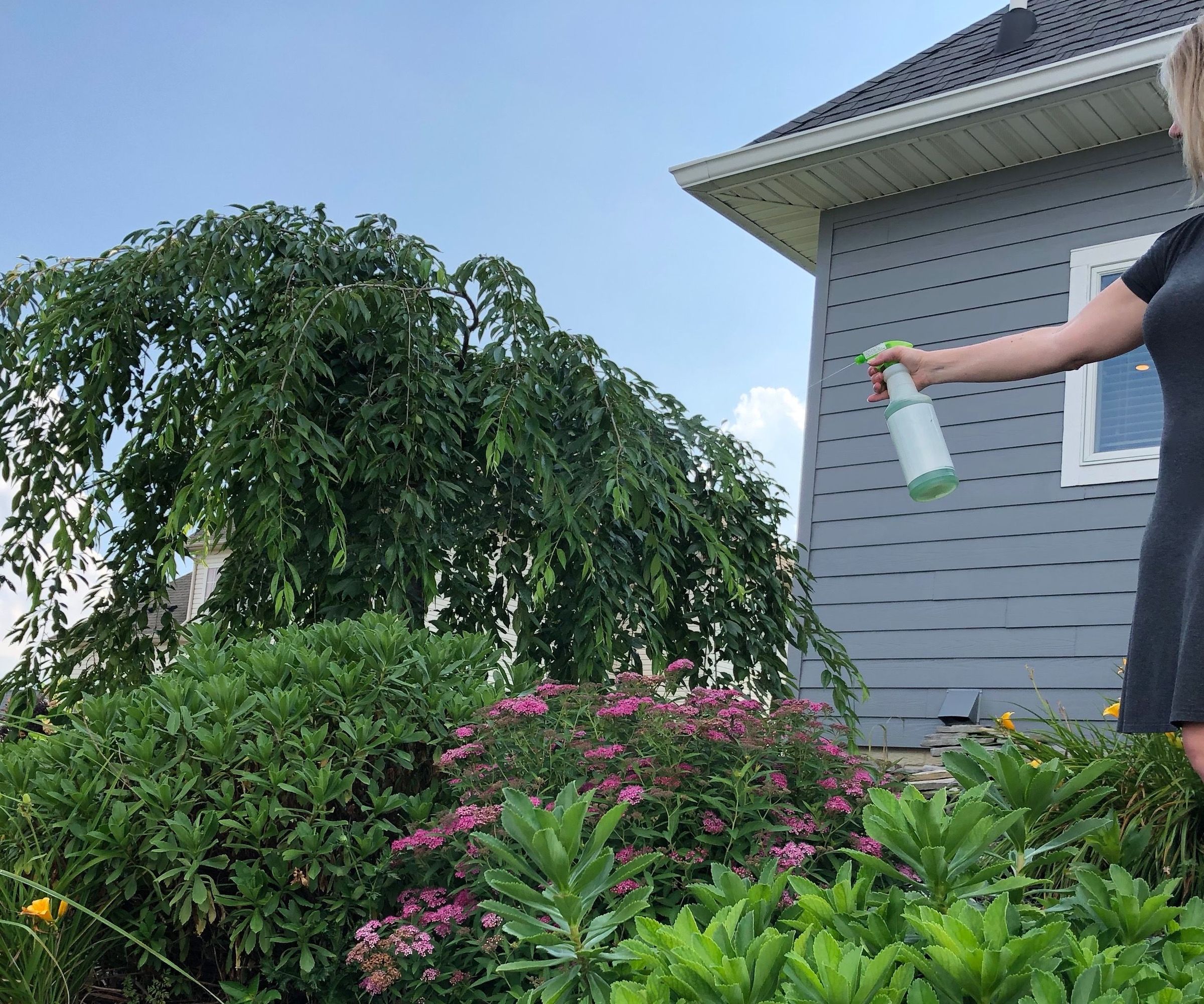 Mosquito Control