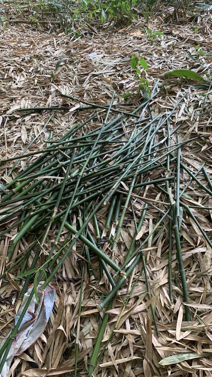 Sourcing Bamboo and Preparing for Construction