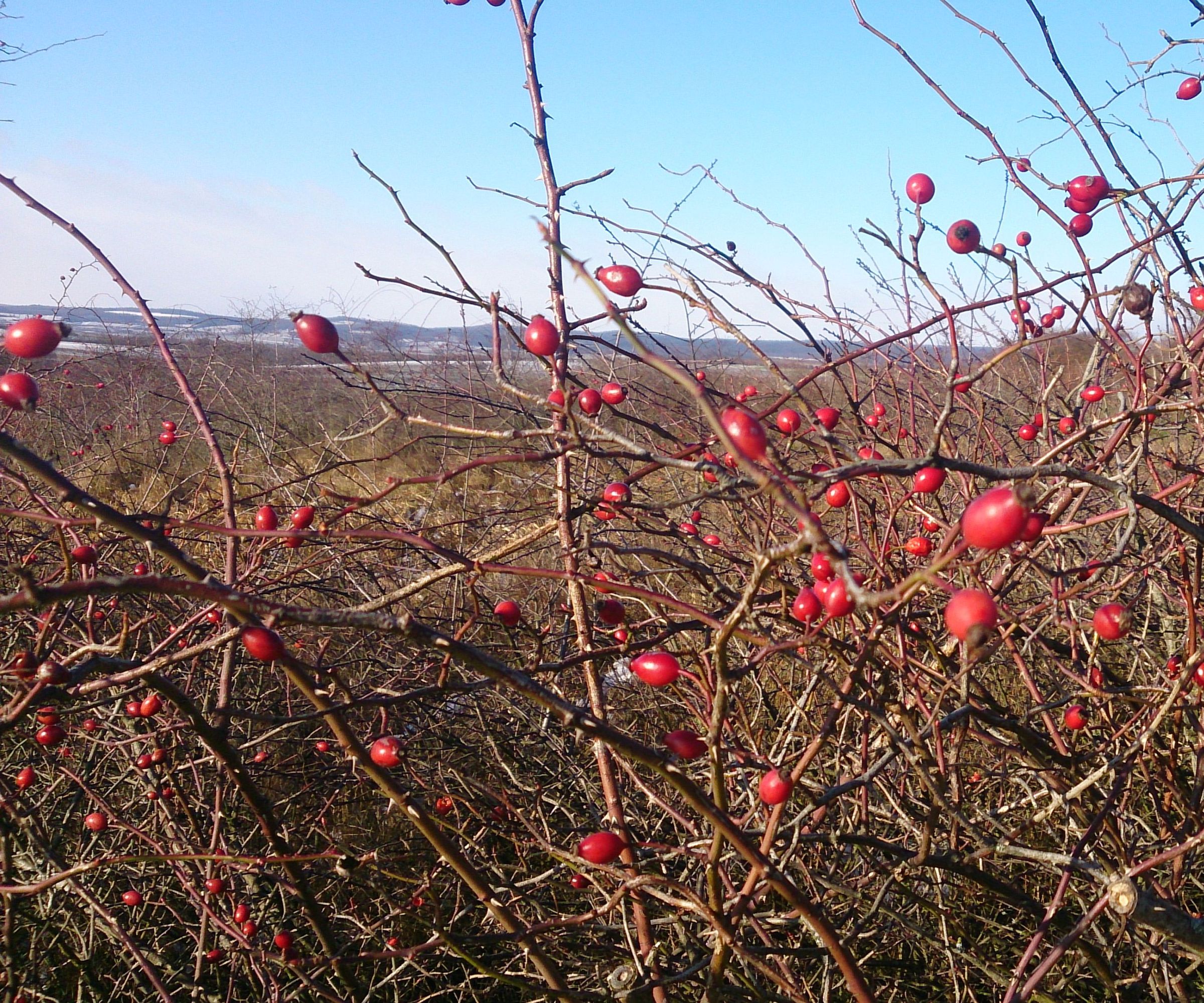 How to Eat a Rose Hip