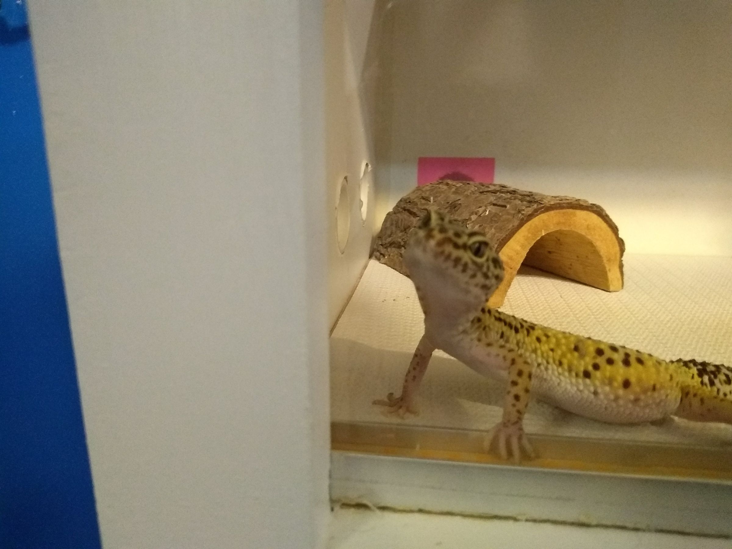 Upcycle a Particleboard Bookcase Into a Reptile Enclosure 21 Steps Instructables