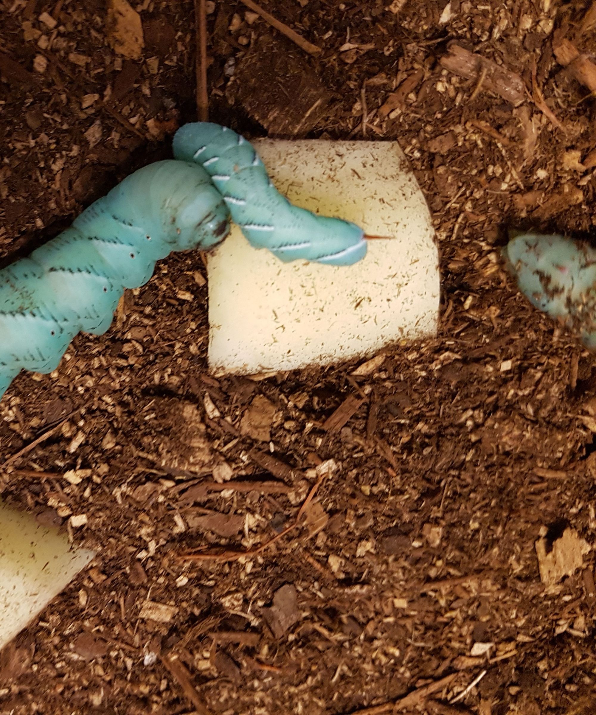 Hornworm to Hawkmoth: Metamorphosis (Grades K - 4)