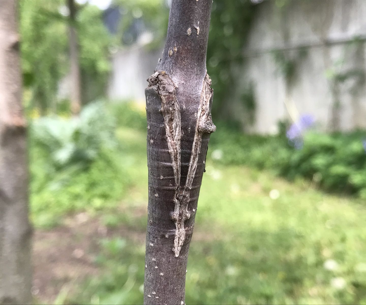 Simple Grafting Without Special Tools