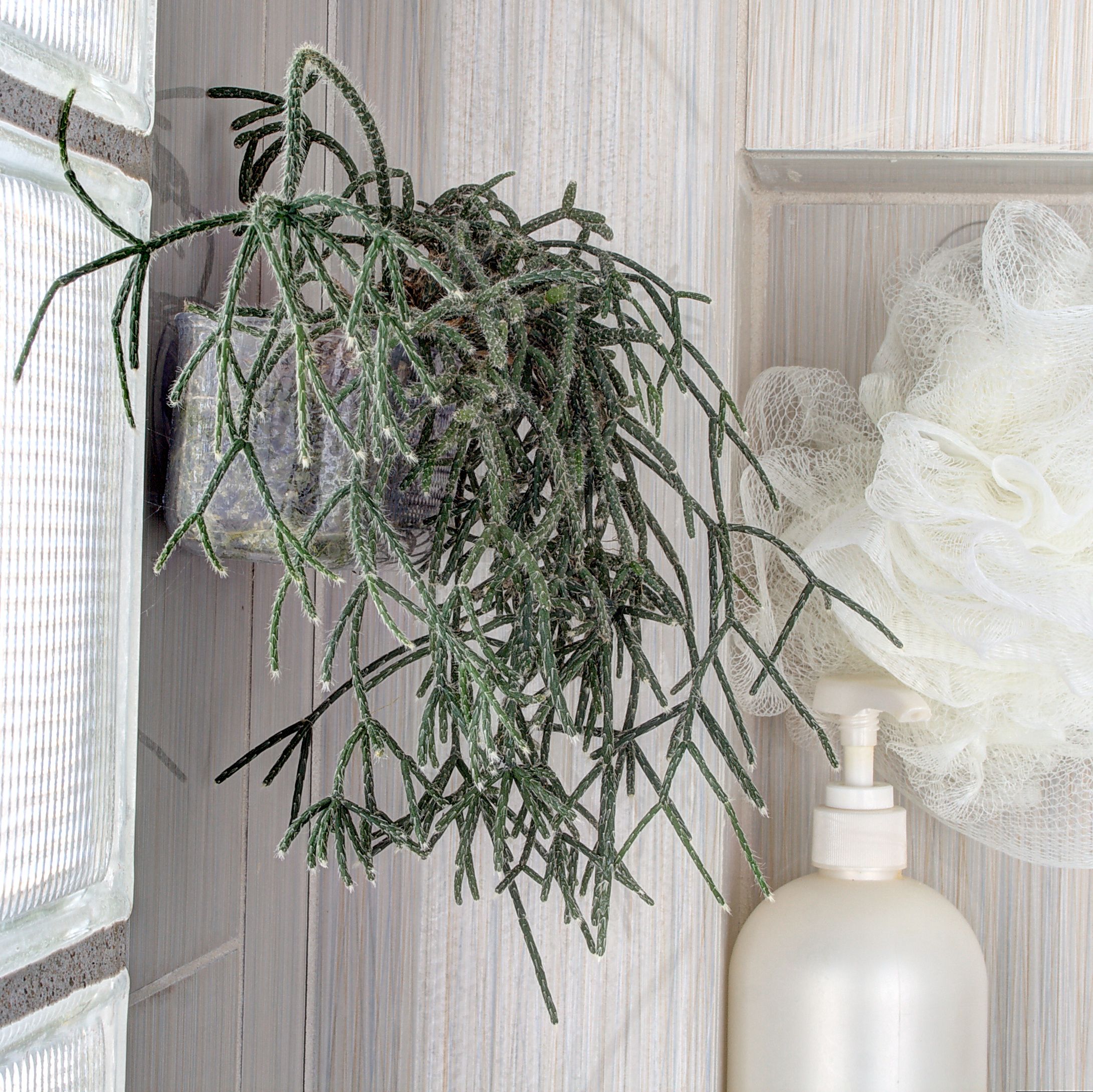 Botanical Shower Buddy