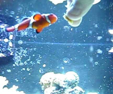 How to Hand Feed Your Fish