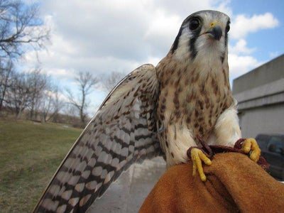 Choose Which Bird of Prey