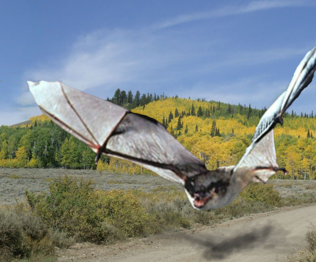 Giant Bats- How to Integrate Two Photos Using Pixlr