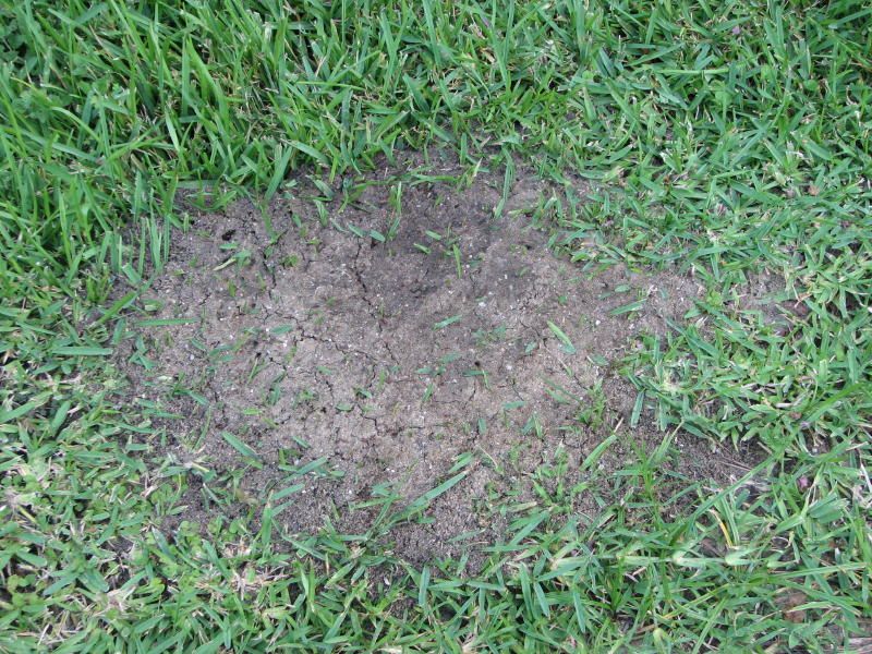 How to Kill Ants (Not Aunts!) the Organic Way