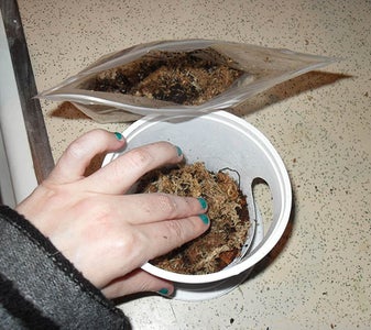 Alt for Arboreal Geckos/ Digging or Mini Nest Pit