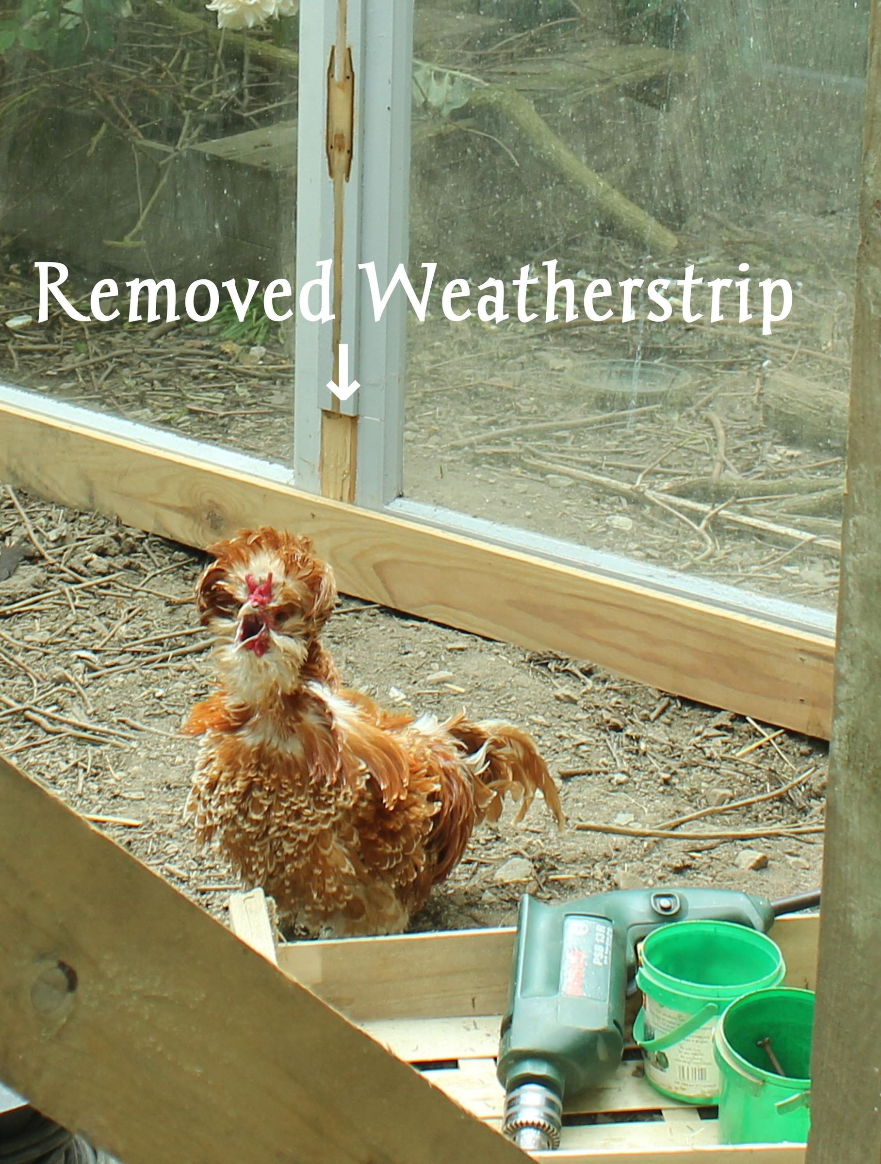 Greenhouse Extension - Making a Safe Living, Nesting & Brooding Area ...