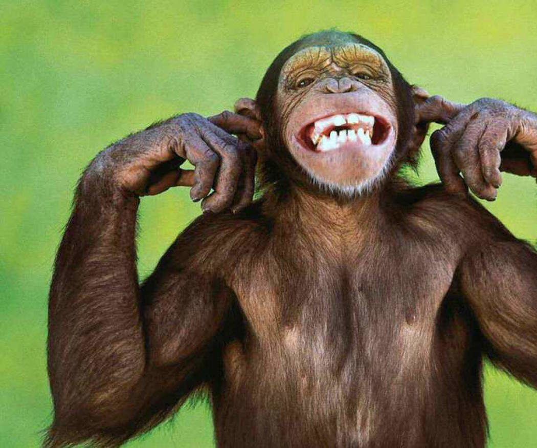 Don´t Mess With Da Monkey