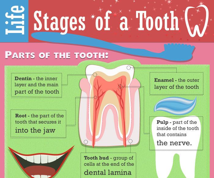Know Your Teeth to Keep Them Healthy