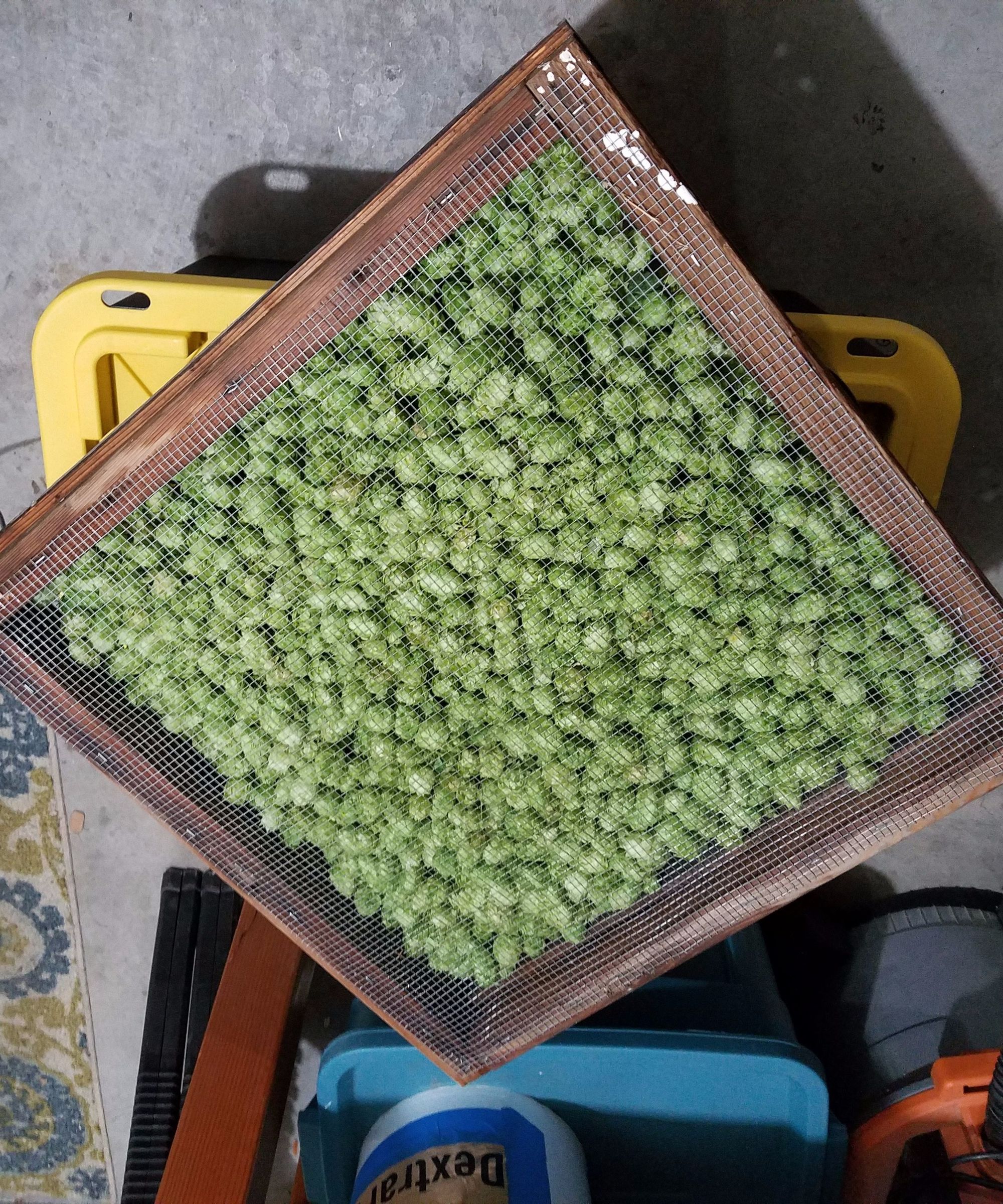 Homemade Hop Oast for Drying Homegrown Hops to Put in Homebrew Beer