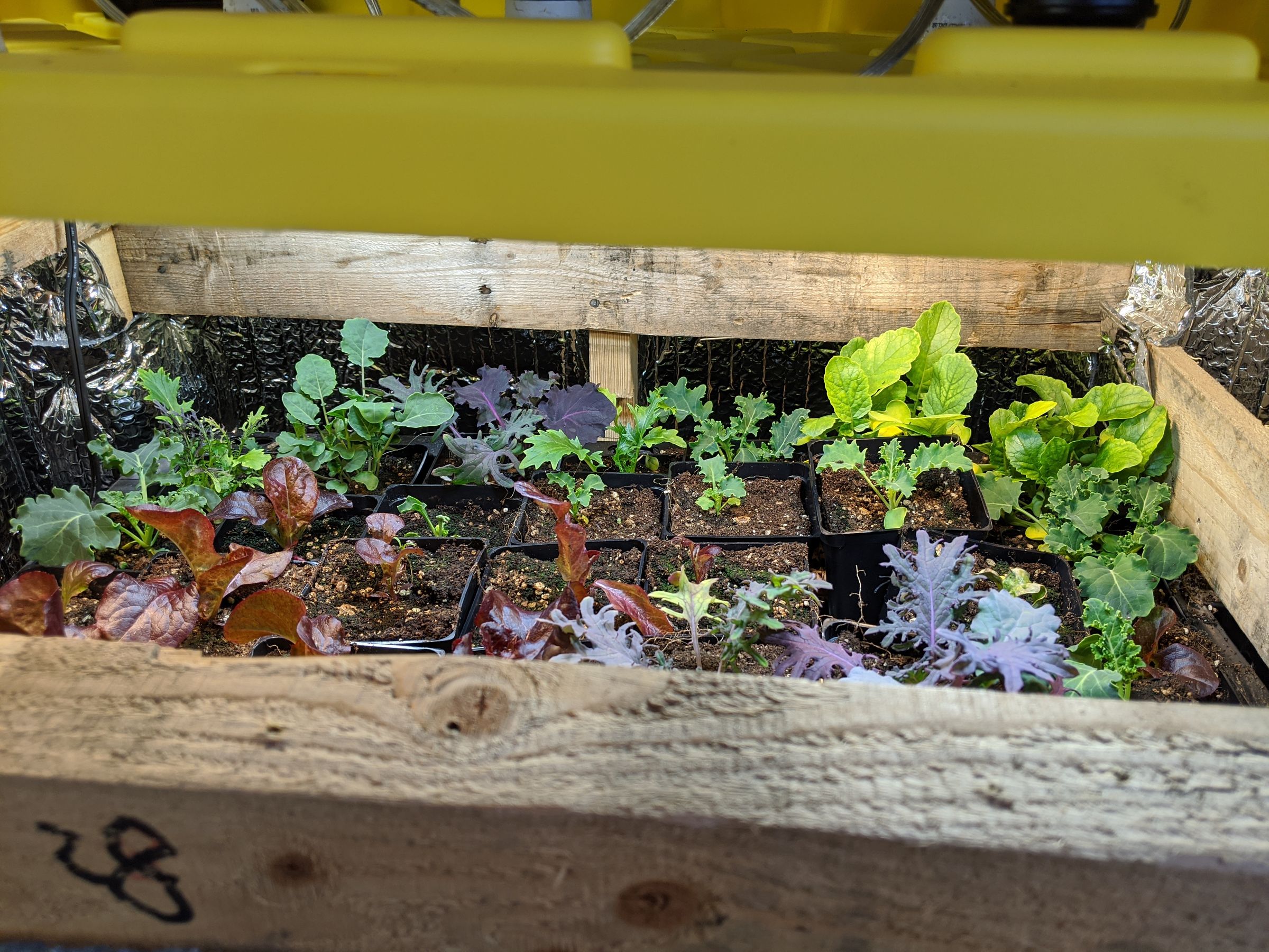 Much Lettuce Machine Aeroponic, Automatic Grow Box 6 Steps (with