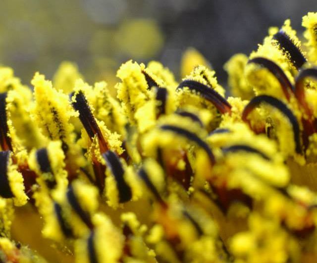 From telephoto to Macro Lens (without a reverse ring)