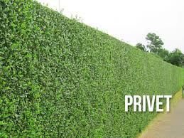 Step #4 - Common Regal Privet