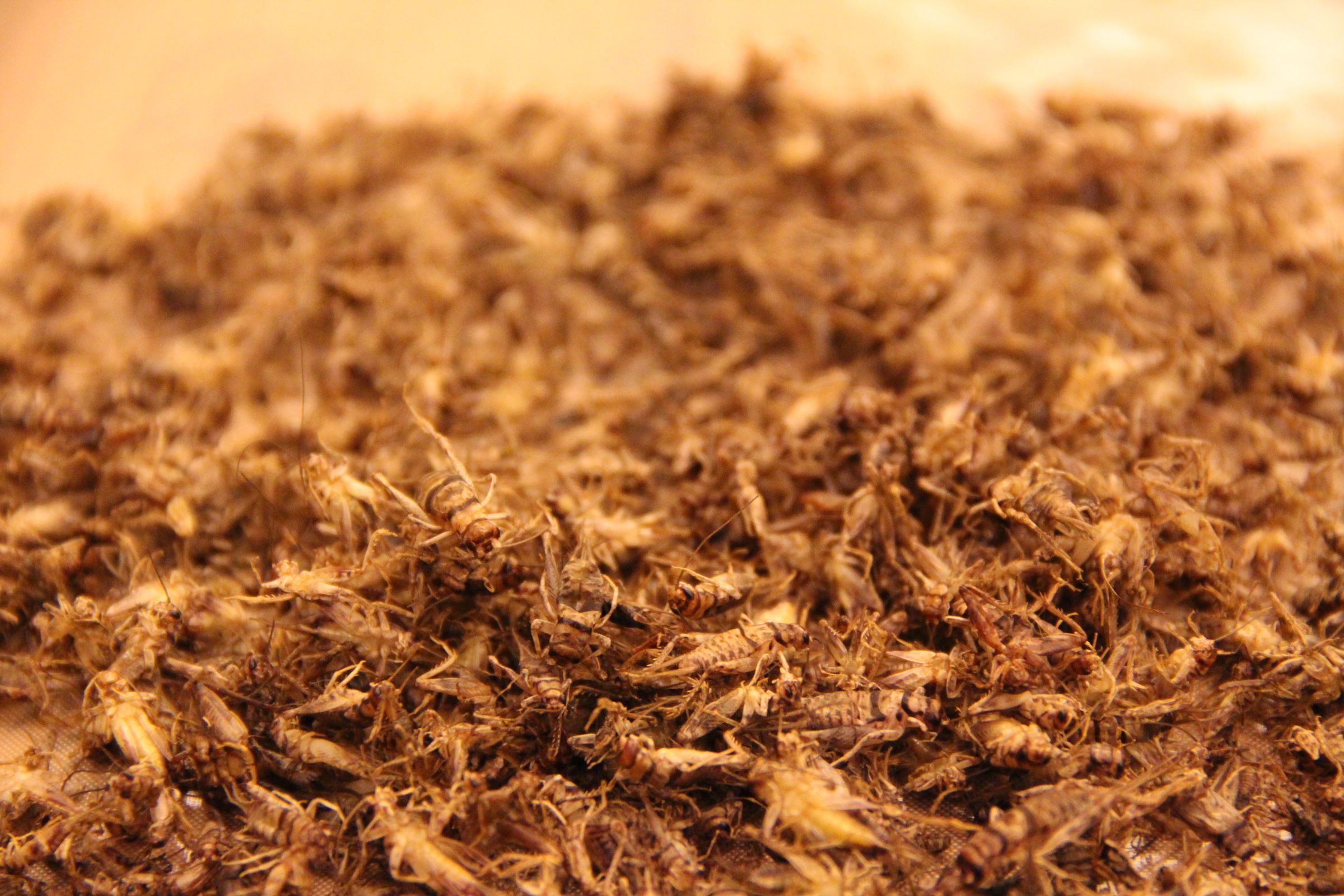 Insects for FoodPrep. 101 11 Steps (with Pictures) Instructables