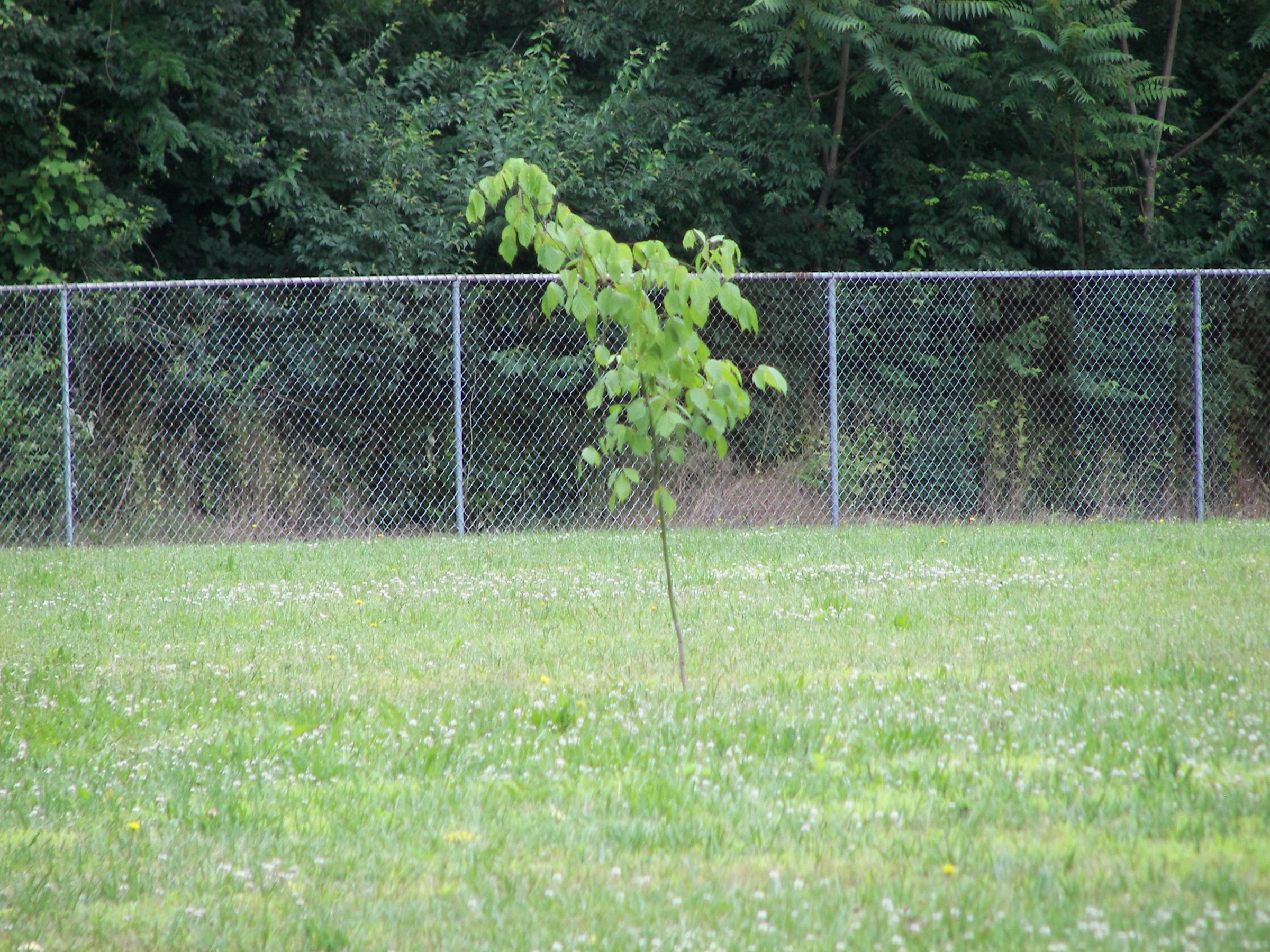 Guerilla Gardening: A Basic Guide