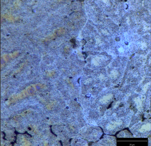 Homogenized Alloy Analysis