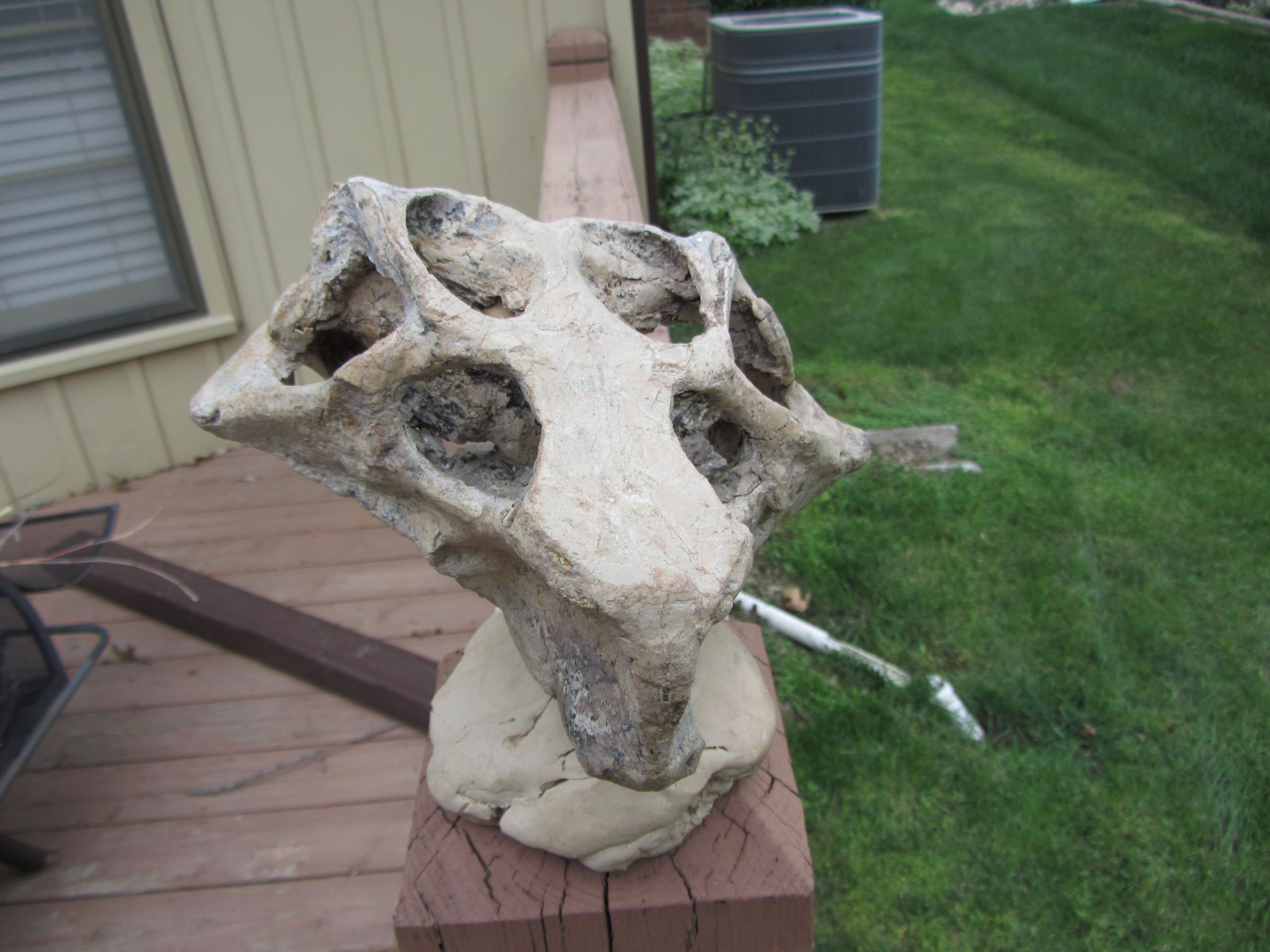 Dinosaur Skeleton From Photos