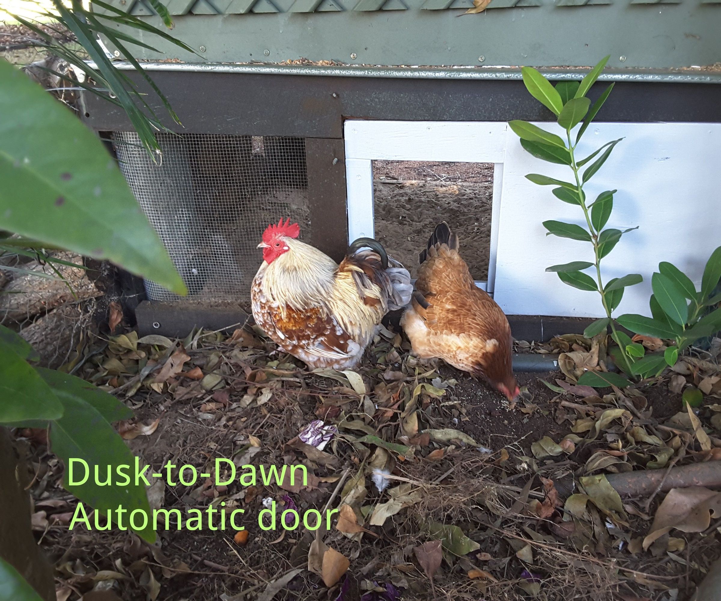 Dusk to Dawn - Automatic Chicken Coop Door  