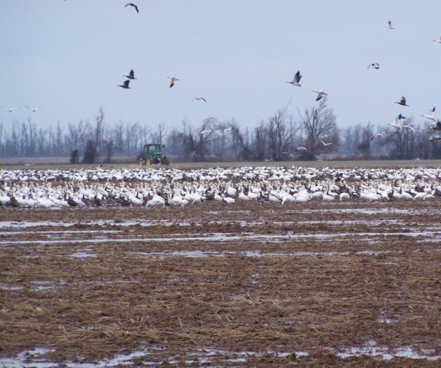 ​Know About Snow Goose Hunting