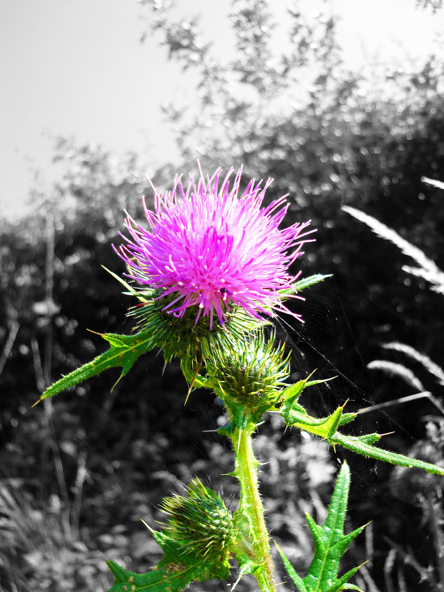 A Norfolk Thistle