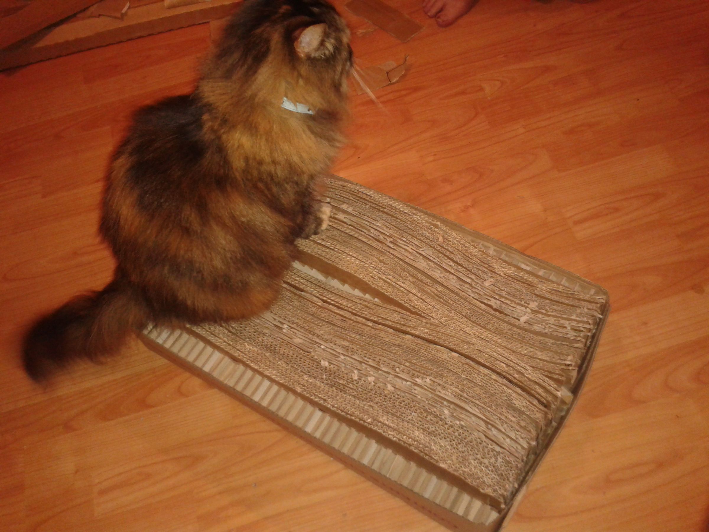 Cardboard cat bed scratcher