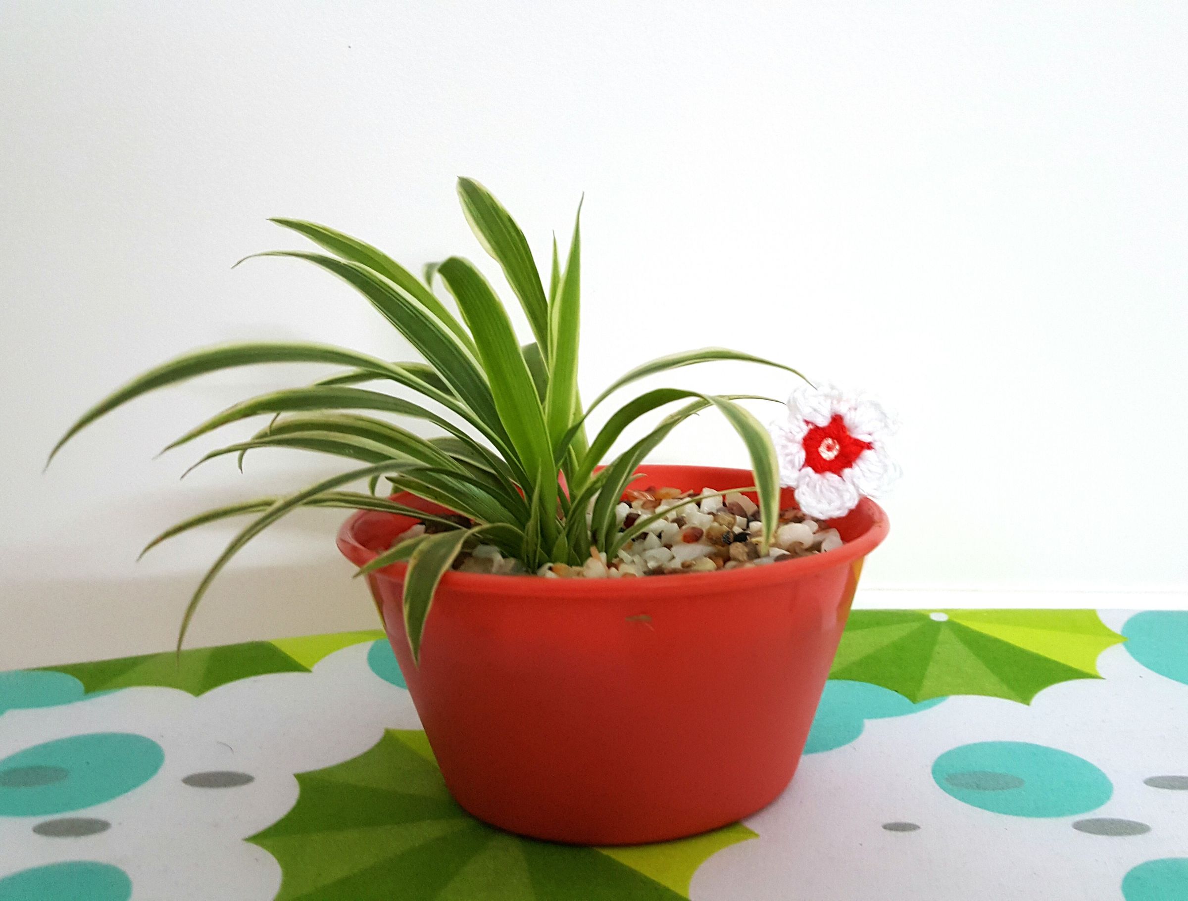 DIY Cute 'N' Little Indoor Plants 8 Steps (with Pictures) Instructables