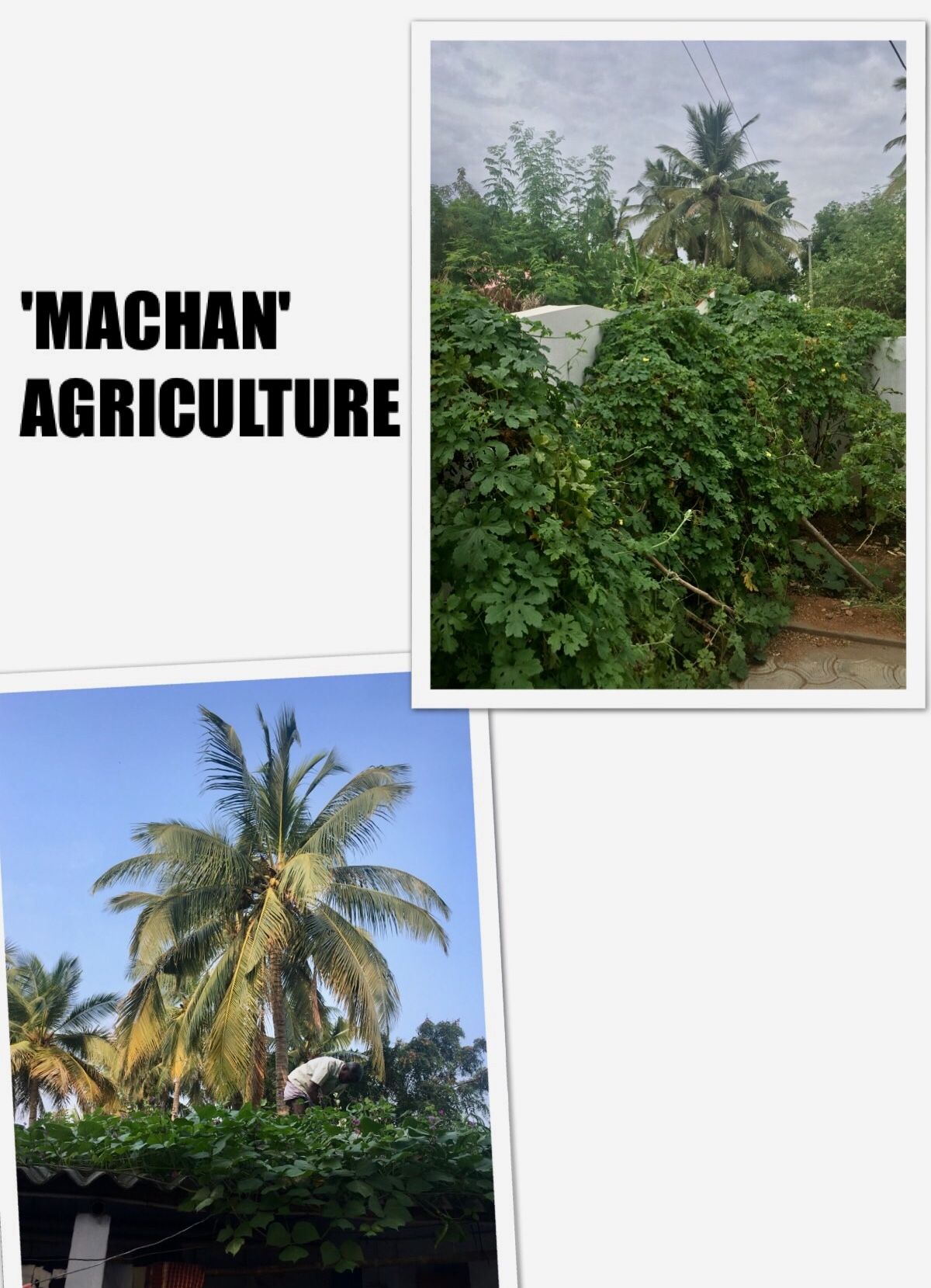 BITTER GOURD CHIPS 7 Steps Instructables