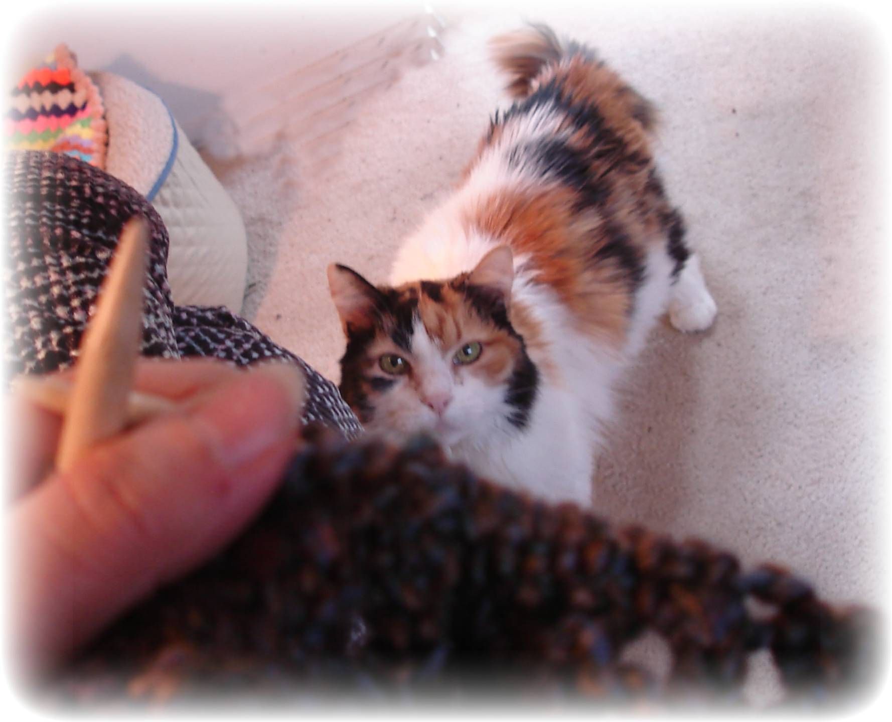 Feline Knitting Inspector!